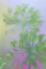 USA, Indiana, Fishers. Abstract close-up of green flower buds. Art Print